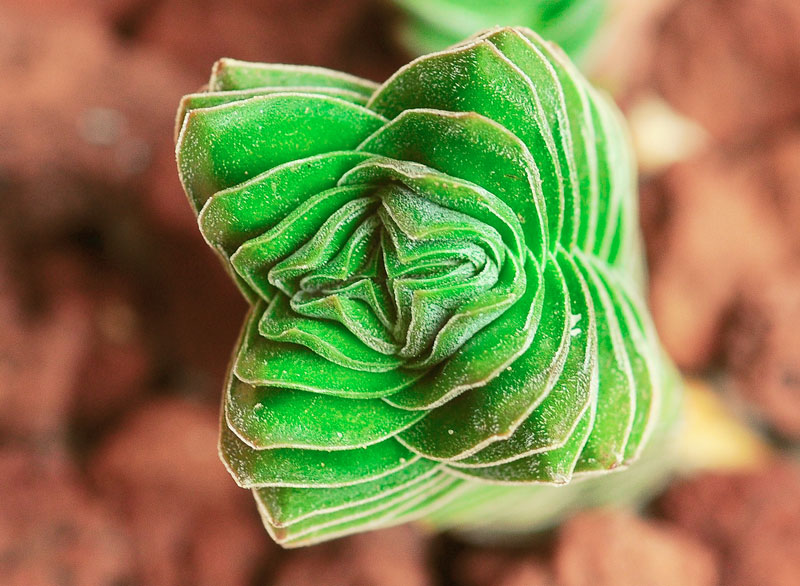 Crassula cv Buddha's Temple